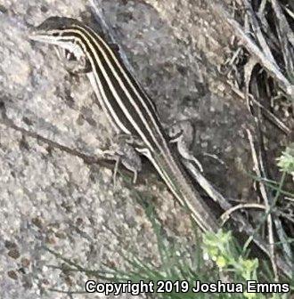 Plateau Striped Whiptail (Aspidoscelis velox)