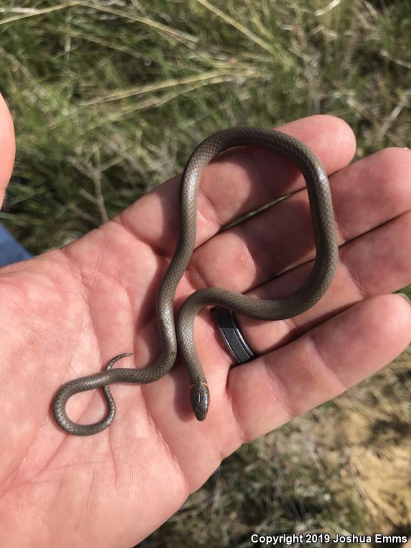 Prairie Ring-necked Snake (Diadophis punctatus arnyi)