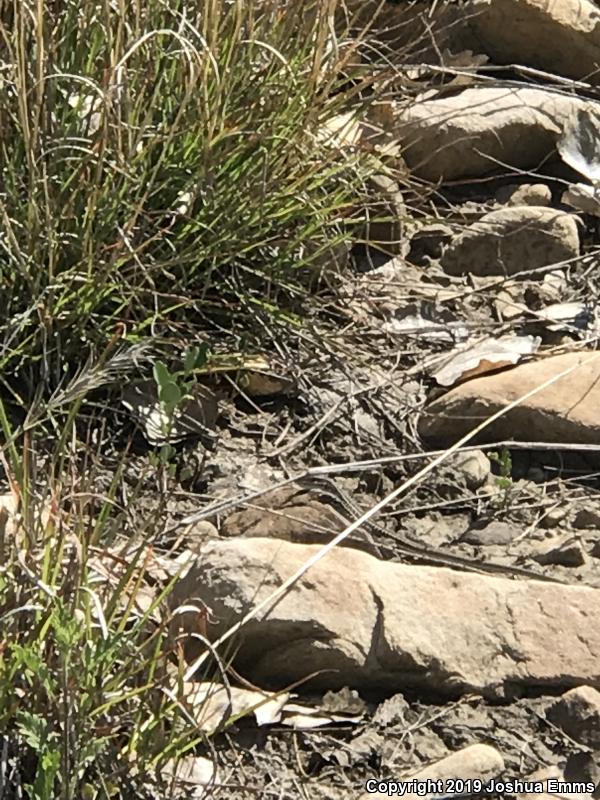 Chihuahuan Spotted Whiptail (Aspidoscelis exsanguis)