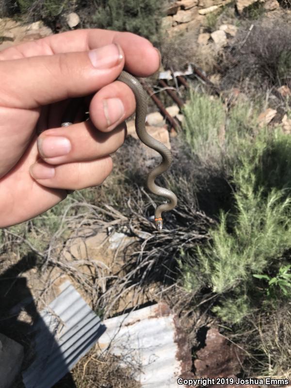 Prairie Ring-necked Snake (Diadophis punctatus arnyi)