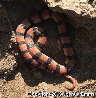 Variable Groundsnake (Sonora semiannulata semiannulata)