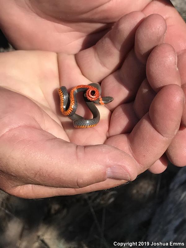 Prairie Ring-necked Snake (Diadophis punctatus arnyi)