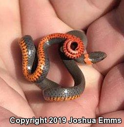 Prairie Ring-necked Snake (Diadophis punctatus arnyi)