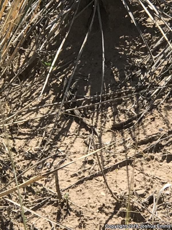 Chihuahuan Spotted Whiptail (Aspidoscelis exsanguis)