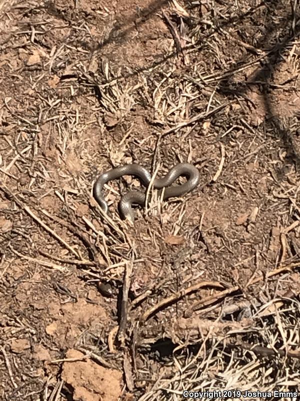 Prairie Ring-necked Snake (Diadophis punctatus arnyi)