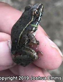 Plains Leopard Frog (Lithobates blairi)