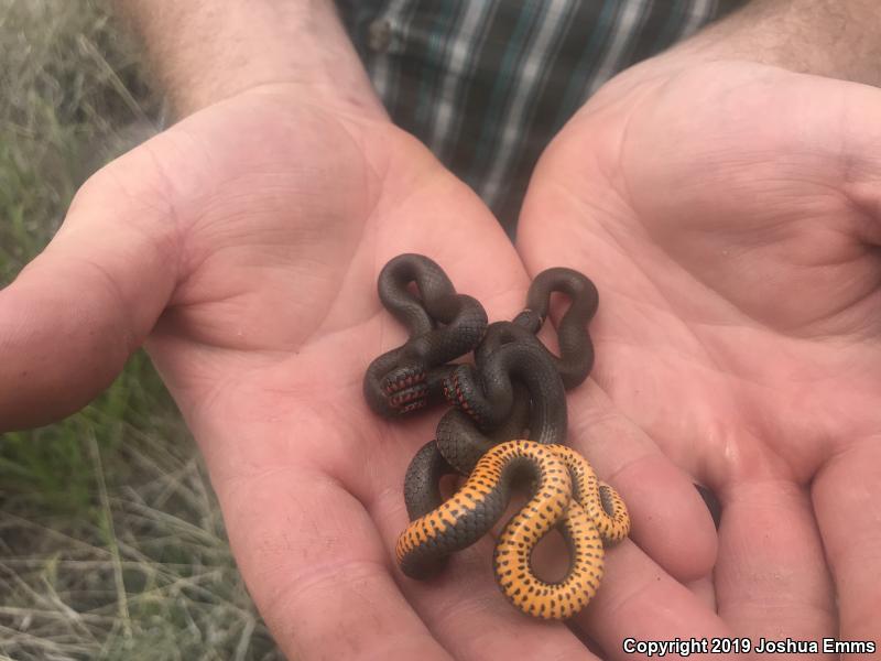 Prairie Ring-necked Snake (Diadophis punctatus arnyi)