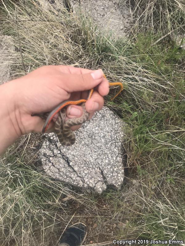 Prairie Ring-necked Snake (Diadophis punctatus arnyi)