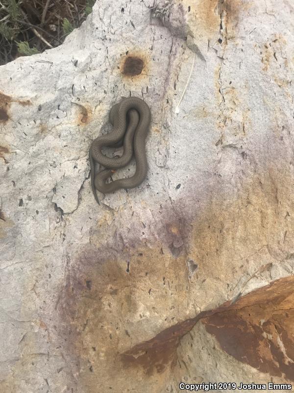 Prairie Ring-necked Snake (Diadophis punctatus arnyi)