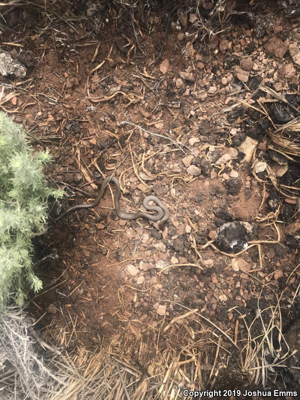 Prairie Ring-necked Snake (Diadophis punctatus arnyi)