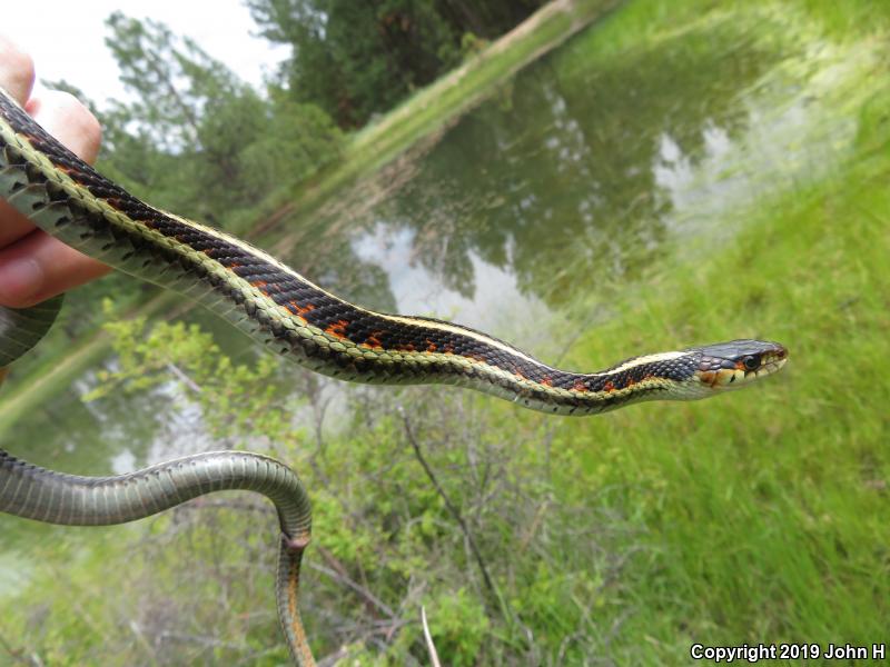 Valley Gartersnake (Thamnophis sirtalis fitchi)