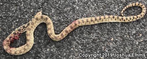 Bullsnake (Pituophis catenifer sayi)