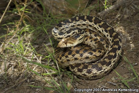 San Diego Gopher Snake (Pituophis catenifer annectens)