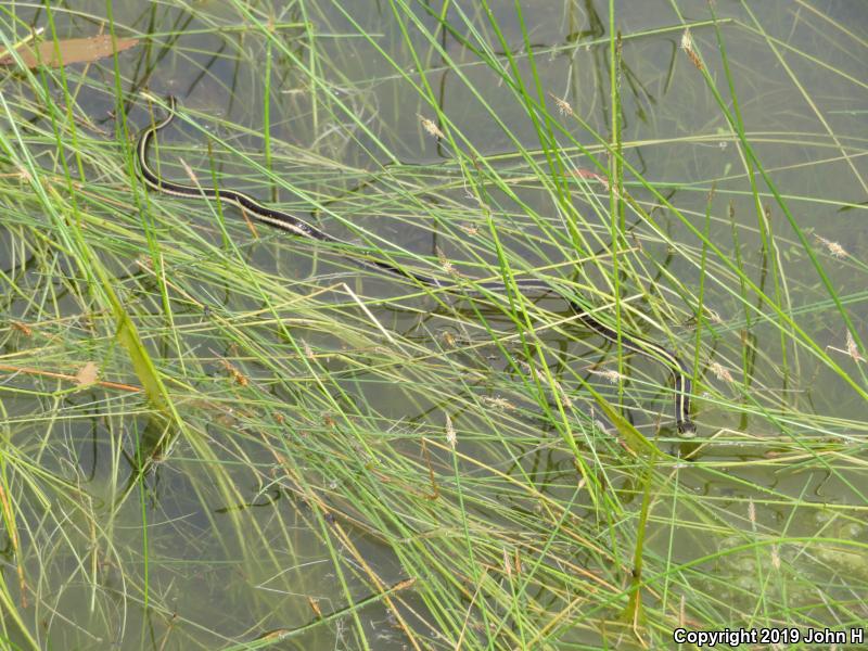 Valley Gartersnake (Thamnophis sirtalis fitchi)