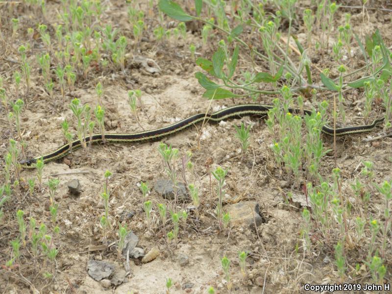 Valley Gartersnake (Thamnophis sirtalis fitchi)