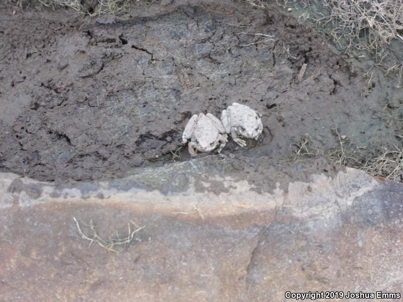 Canyon Treefrog (Hyla arenicolor)