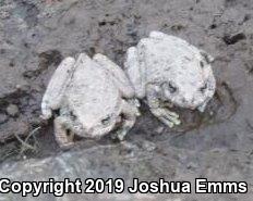 Canyon Treefrog (Hyla arenicolor)