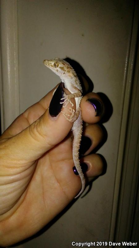 Rough-tailed Gecko (Cyrtopodion scabrum)