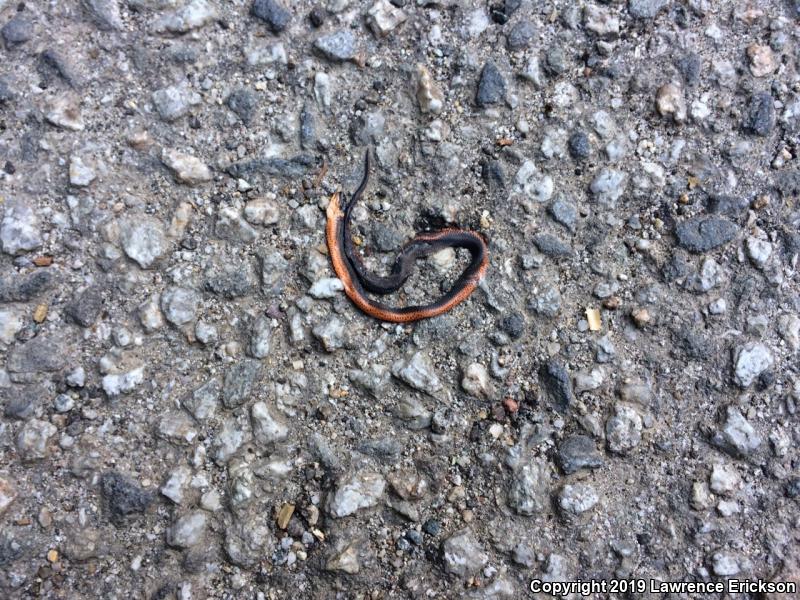 Pacific Ring-necked Snake (Diadophis punctatus amabilis)