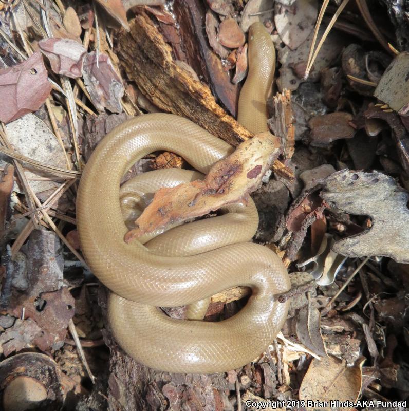 Southern Rubber Boa (Charina umbratica)