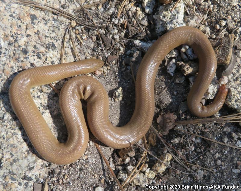 Southern Rubber Boa (Charina umbratica)