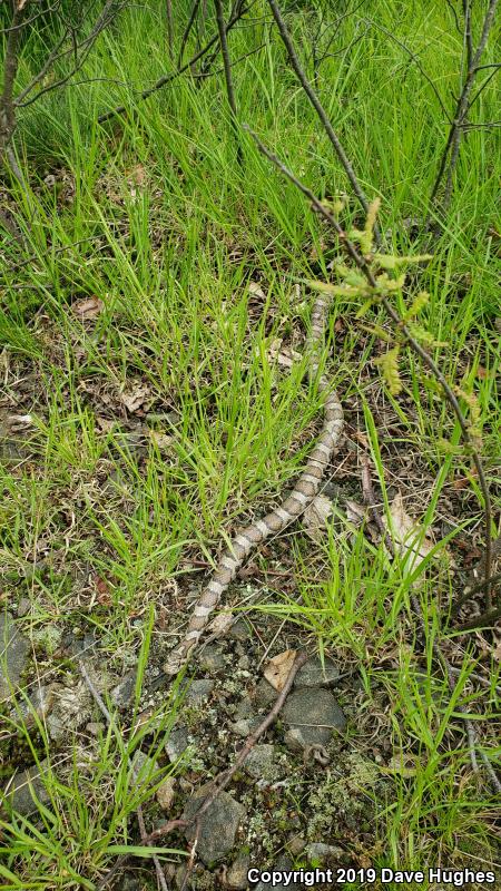 Eastern Milksnake (Lampropeltis triangulum triangulum)