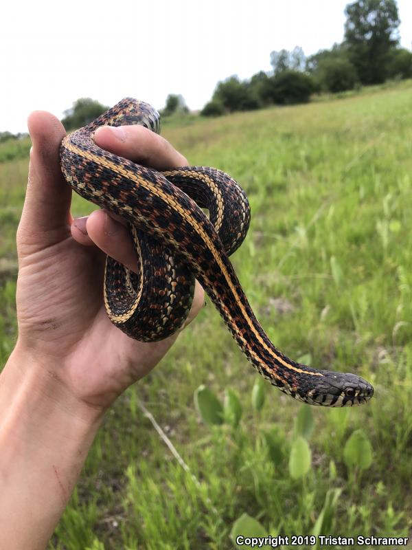 Plains Gartersnake (Thamnophis radix)