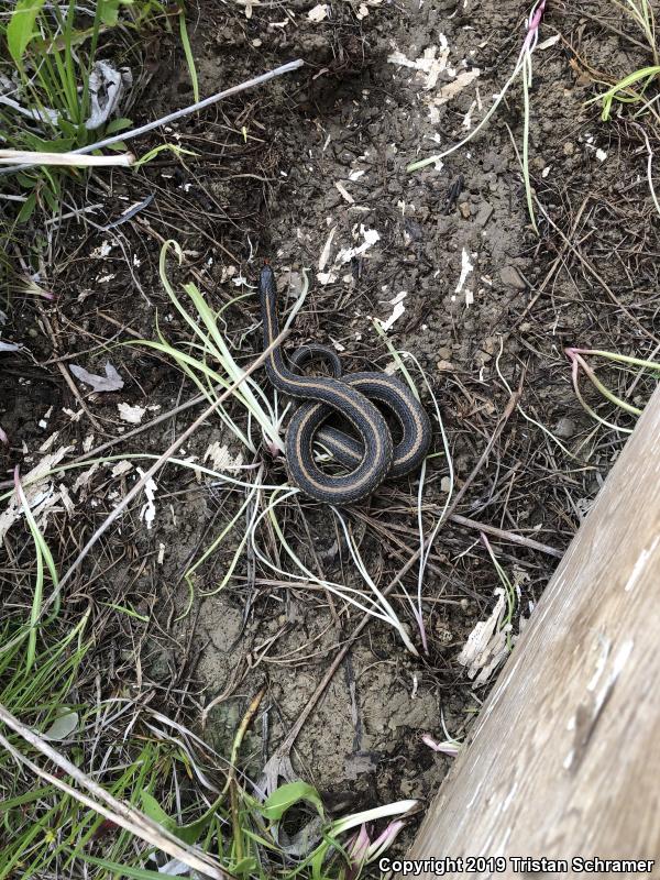 Plains Gartersnake (Thamnophis radix)