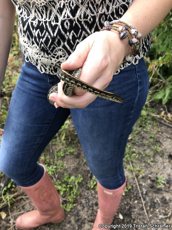 Plains Gartersnake (Thamnophis radix)