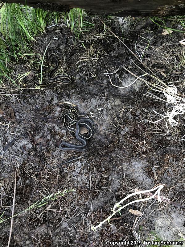 Plains Gartersnake (Thamnophis radix)