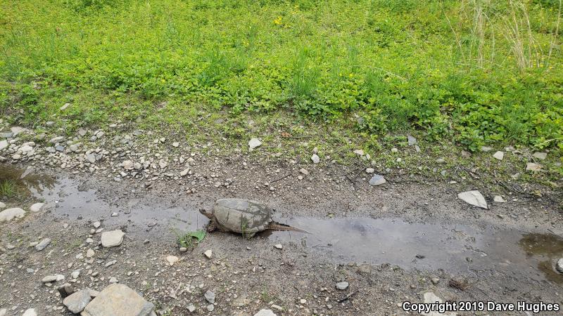 Eastern Snapping Turtle (Chelydra serpentina serpentina)