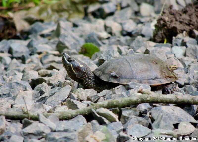 Eastern Musk Turtle (Sternotherus odoratus)