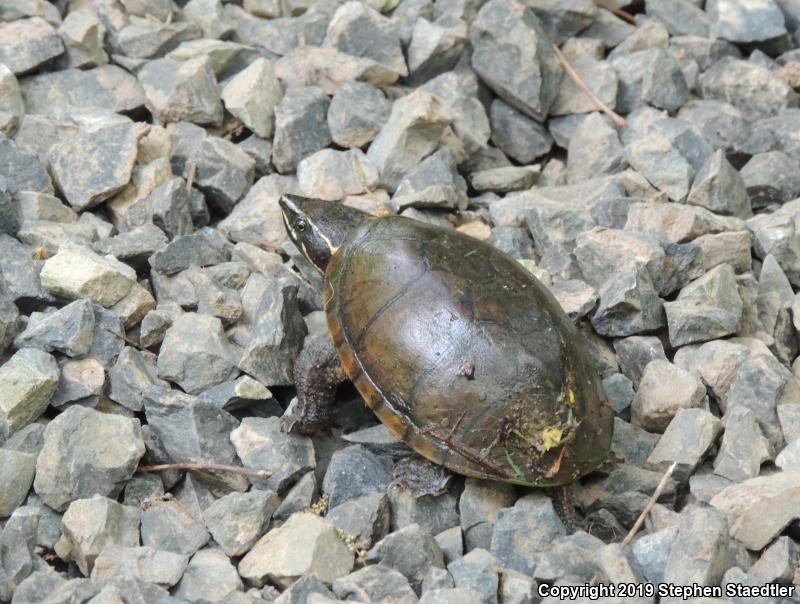 Eastern Musk Turtle (Sternotherus odoratus)