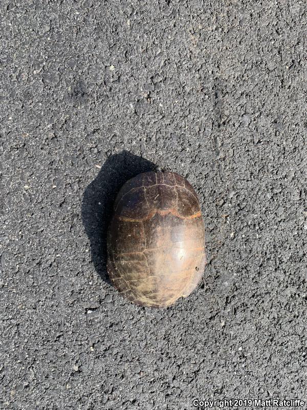 Eastern Painted Turtle (Chrysemys picta picta)