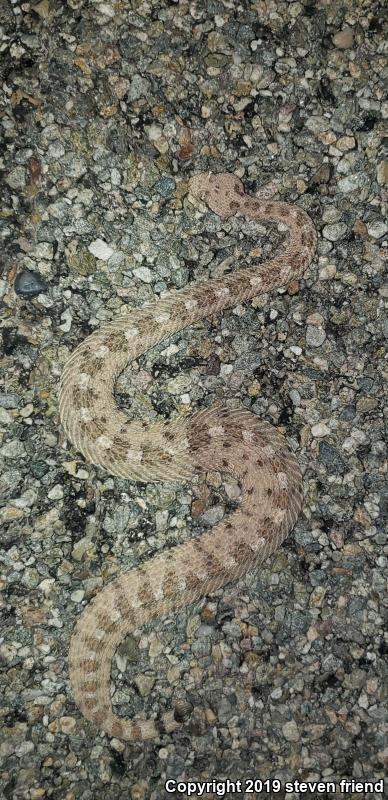 Colorado Desert Sidewinder (Crotalus cerastes laterorepens)