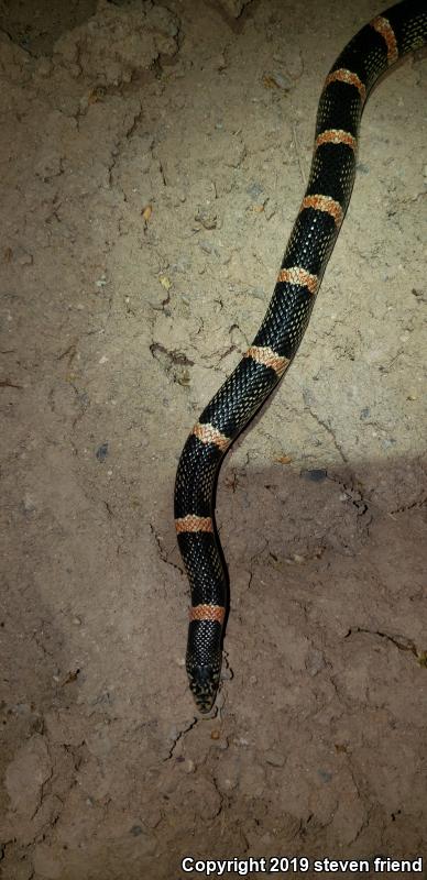 Western Long-nosed Snake (Rhinocheilus lecontei)