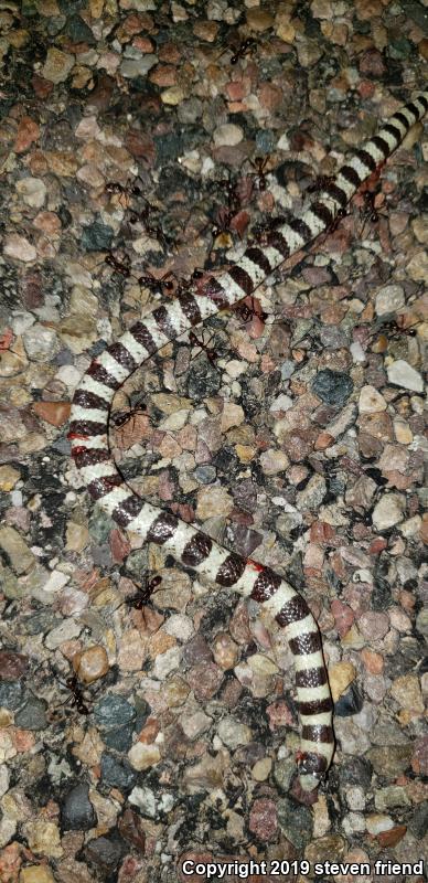 Colorado Desert Shovel-nosed Snake (Chionactis occipitalis annulata)