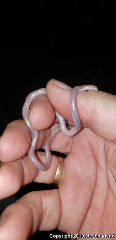 Desert Threadsnake (Leptotyphlops humilis cahuilae)