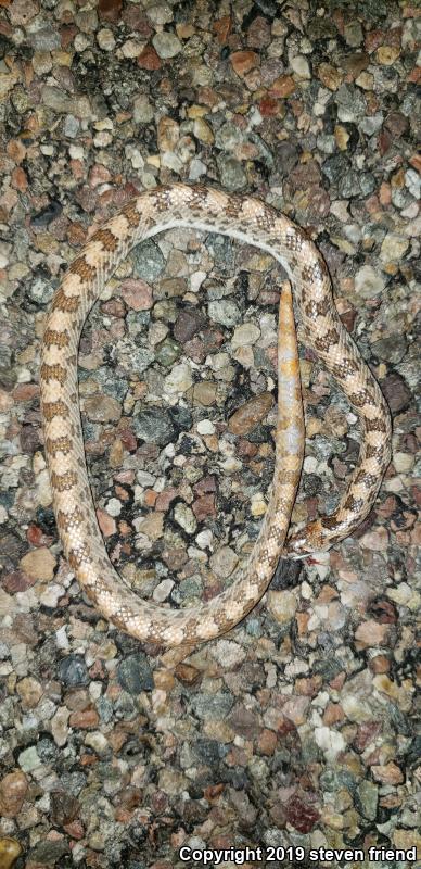 Spotted Leaf-nosed Snake (Phyllorhynchus decurtatus)