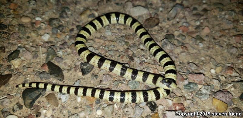 Colorado Desert Shovel-nosed Snake (Chionactis occipitalis annulata)