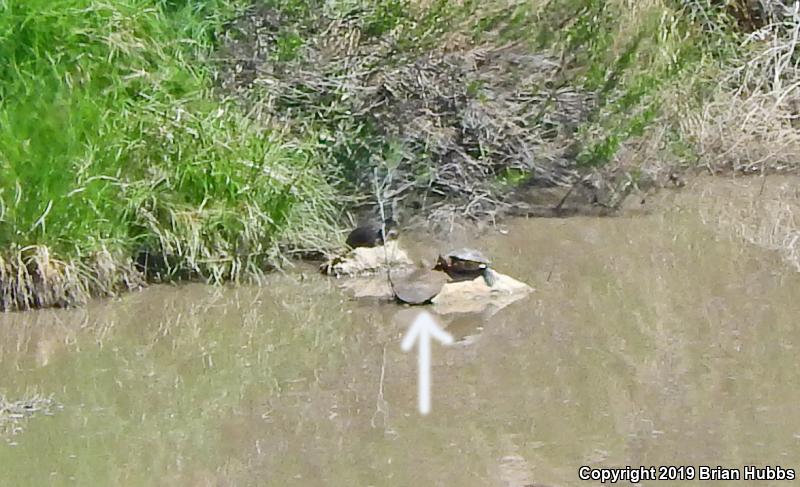 Midland Smooth Softshell (Apalone mutica mutica)