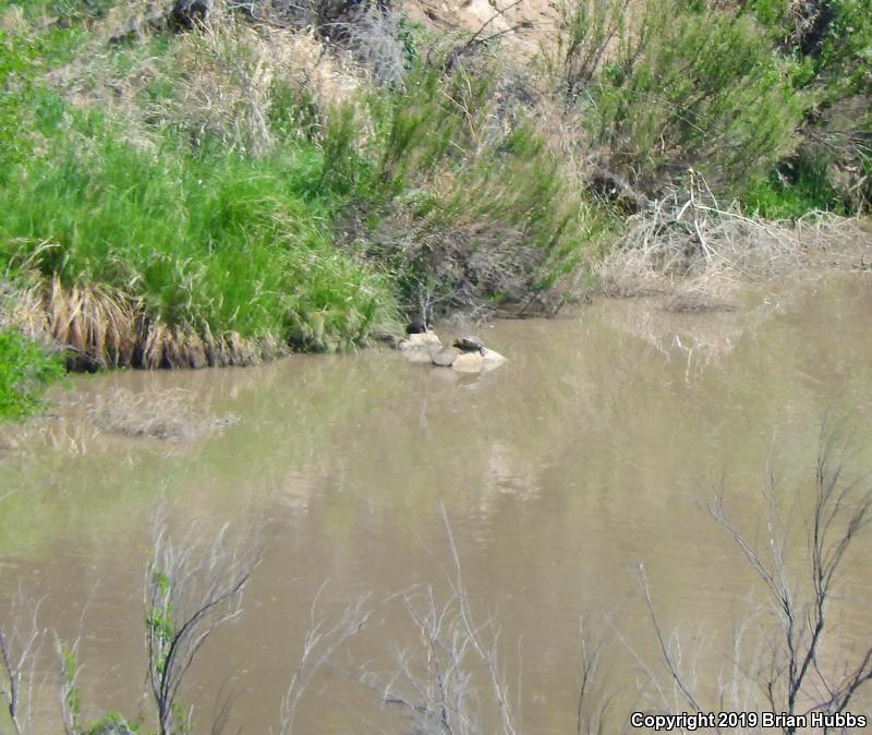 Midland Smooth Softshell (Apalone mutica mutica)