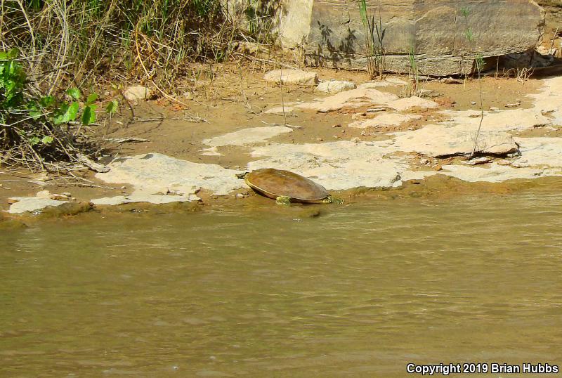 Midland Smooth Softshell (Apalone mutica mutica)