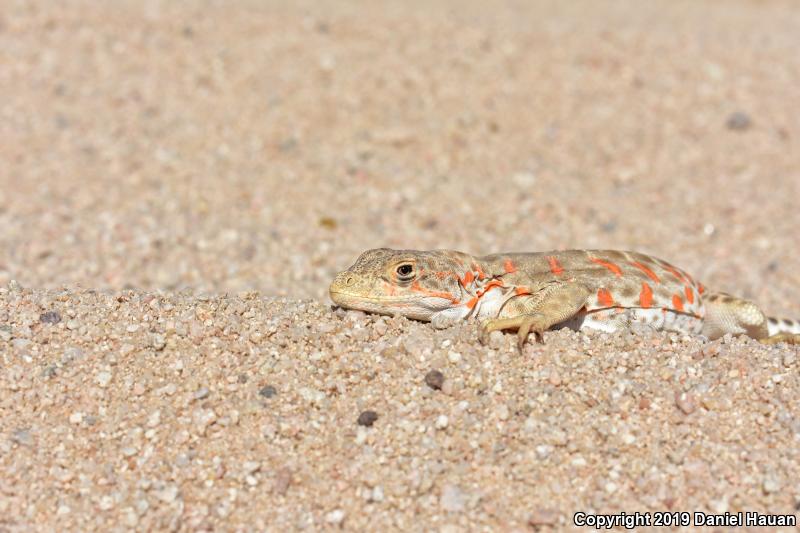 Longnose Leopard Lizard (Gambelia wislizenii)