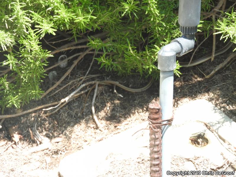 Coast Patch-nosed Snake (Salvadora hexalepis virgultea)