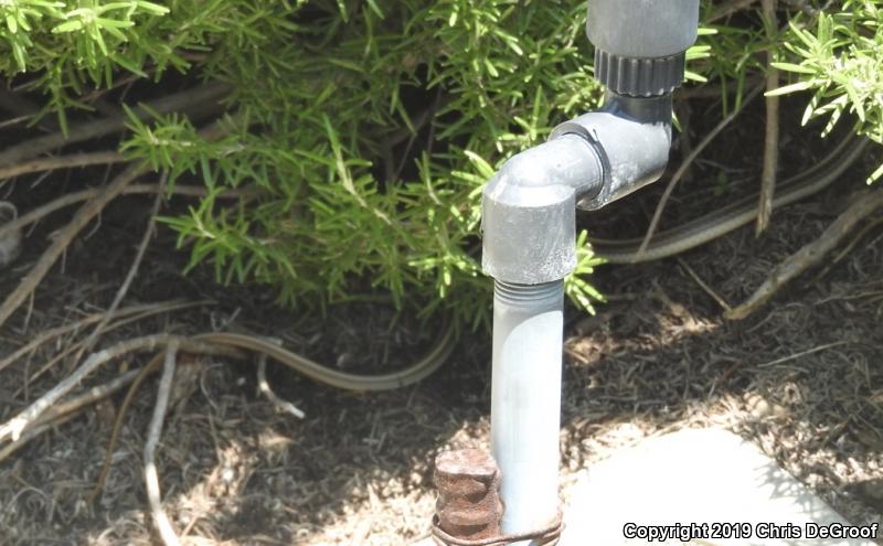 Coast Patch-nosed Snake (Salvadora hexalepis virgultea)