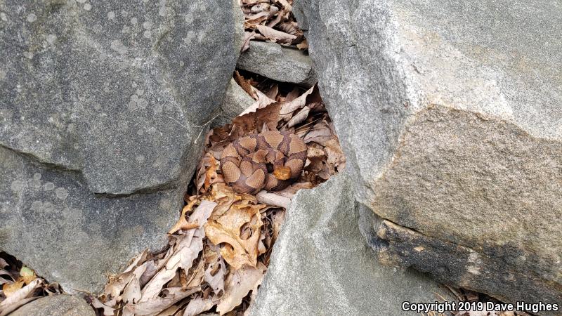 Northern  Copperhead (Agkistrodon contortrix mokasen)