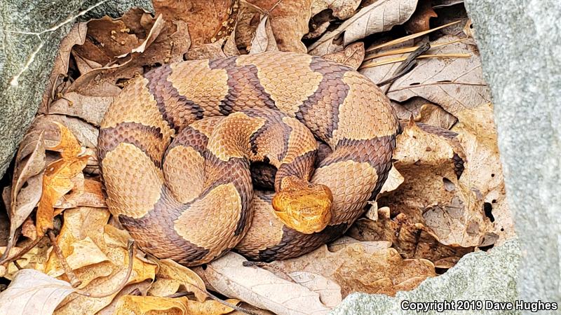 Northern  Copperhead (Agkistrodon contortrix mokasen)