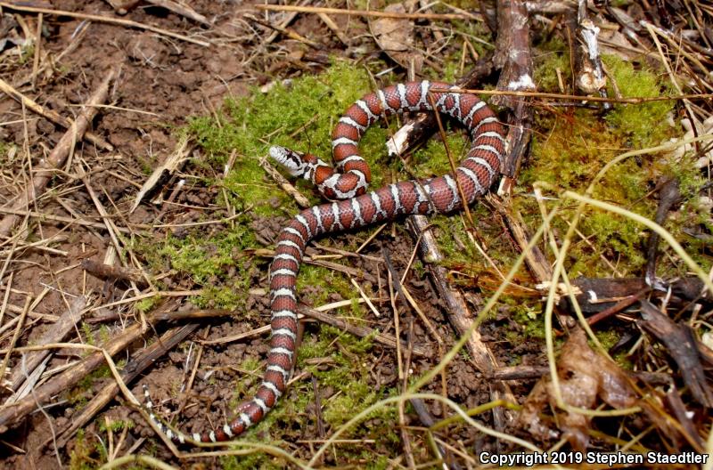 Eastern Milksnake (Lampropeltis triangulum triangulum)