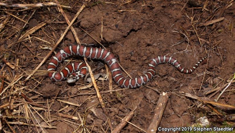 Eastern Milksnake (Lampropeltis triangulum triangulum)